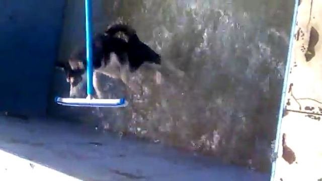 Хаска Милка любит воду