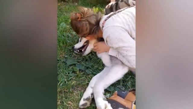 Смешные животные - Смешные кошки/собаки/птицы - Смешные видео с животными 49