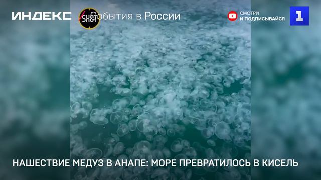 Нашествие медуз в Анапе: море превратилось в кисель