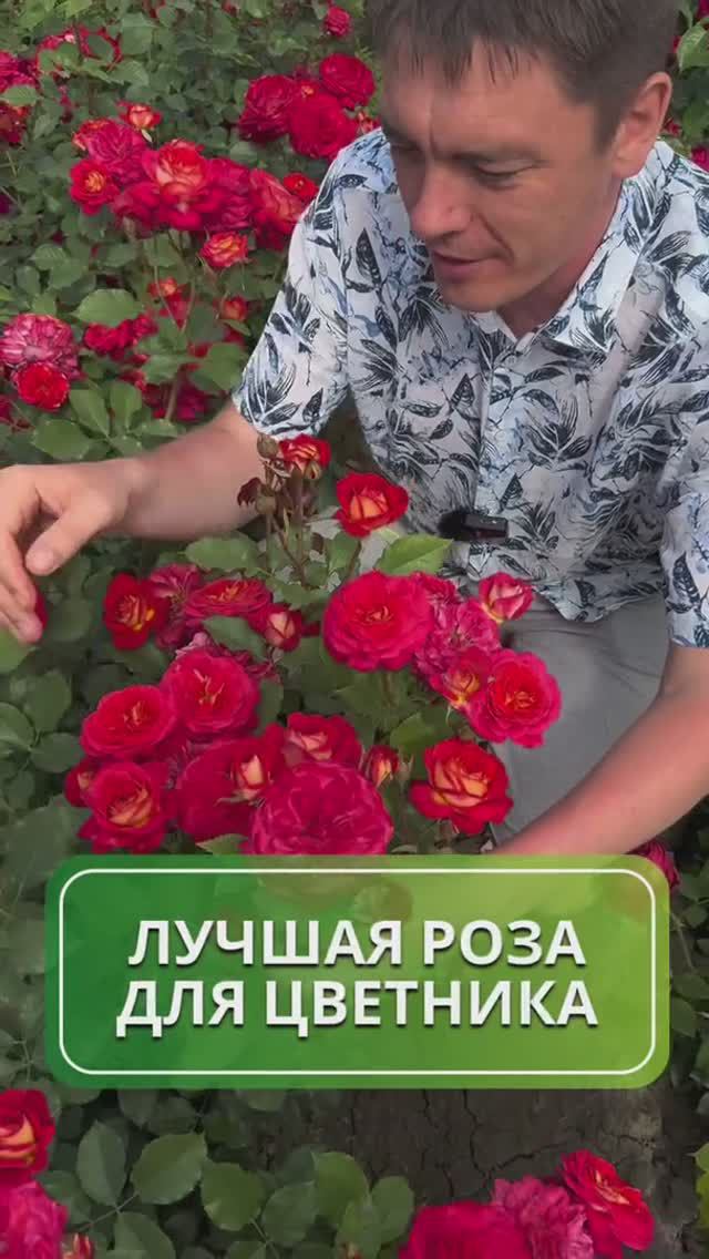 Лучшая Роза для вашего цветника 🌹#роза #саженцы #питомникрастений