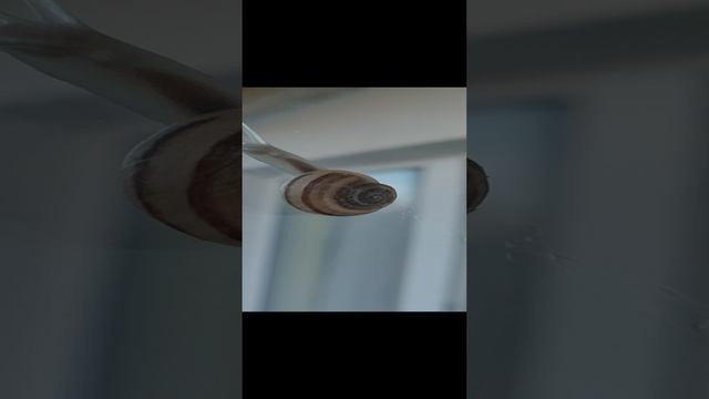 УЛИТКА НА ДВЕРИ. ЖИВОТНЫЕ СЕВАСТОПОЛЬ.