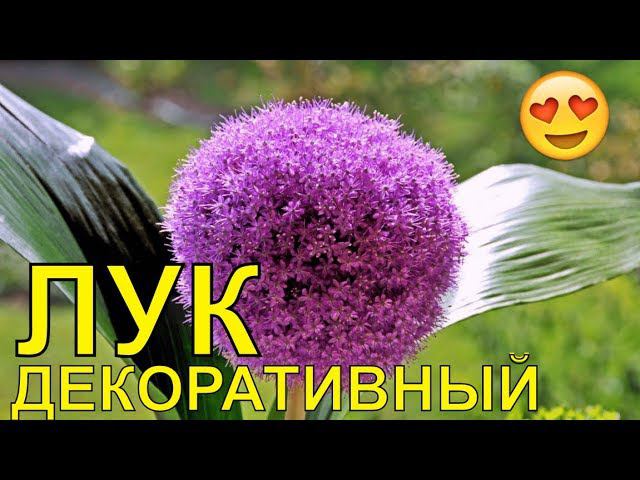 Декоративный Лук!