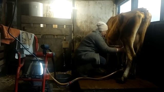 Сыр🧀Утренняя ДОЙКА🐂 Совместное содержание КОЗ и КОРОВ🐐Тамара🔥 Камилуша 🐂