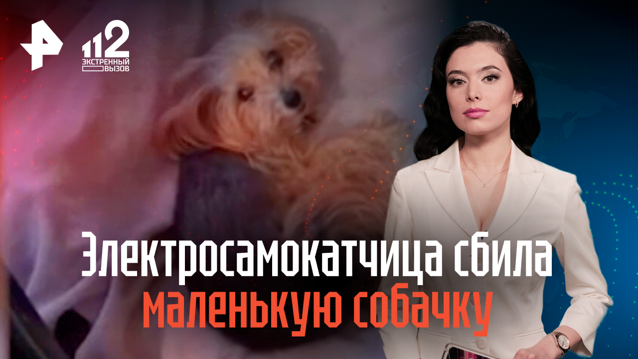 В Петербурге электросамокатчица сбила маленькую собачку