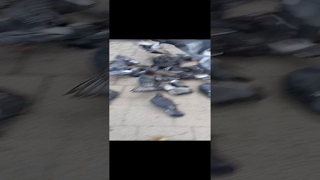 гульки