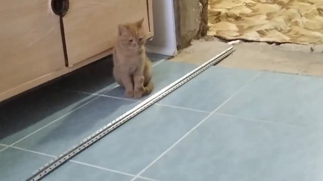 Бедный веник  бешеная собака напала на веник