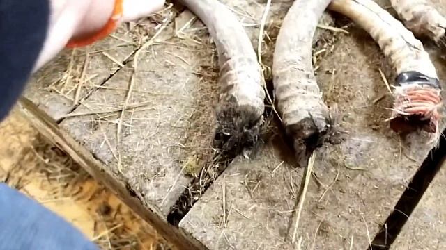 Как обезрожить коз резинками?//Зачем это делать?//Последствия обезроживания коз.