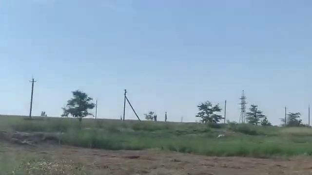 белогривые лошадки