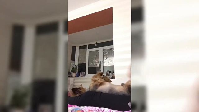 Мой вечер с Зоргом купаемся 🧽