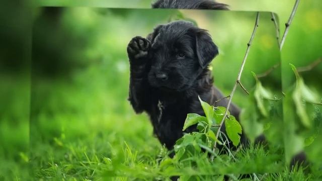 Собака принесла из леса замёрзшего щенка - если бы она только знала, чем это обернётся...