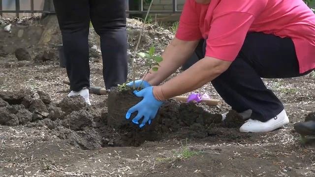 Невинномысский ЦСОН присоединился к международной акции «Сад памяти»