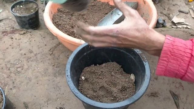 स्ट्रॉबेरी🍓 उगाने का शानदार तारिका /Best Way To Grow Strawberry In Pot🍓😋