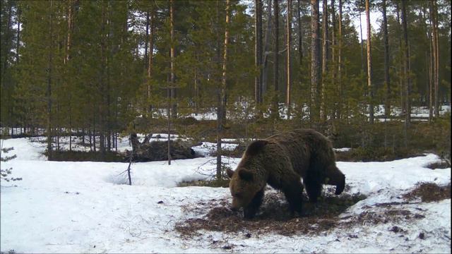 Медведь на заповедном острове в Белом море.
