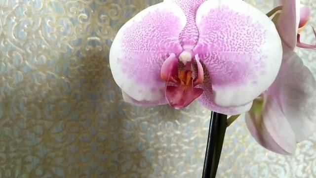 похвастушки. Phal. Pretty Ronance.фаленопсис Претти Романс 02.08.23г.