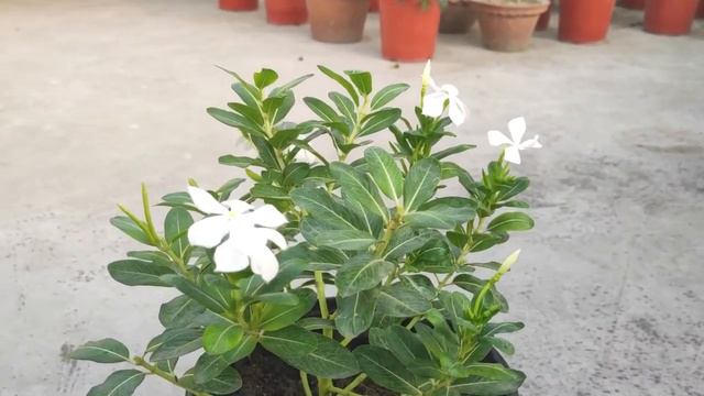 নয়নতারা গাছের সম্পূর্ণ পরিচর্যা | All about vinca care | Garden Tales