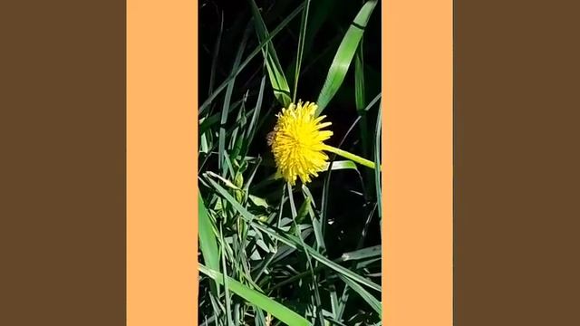 #Чудеса природы. Как пчёлы опыляют цветы.
