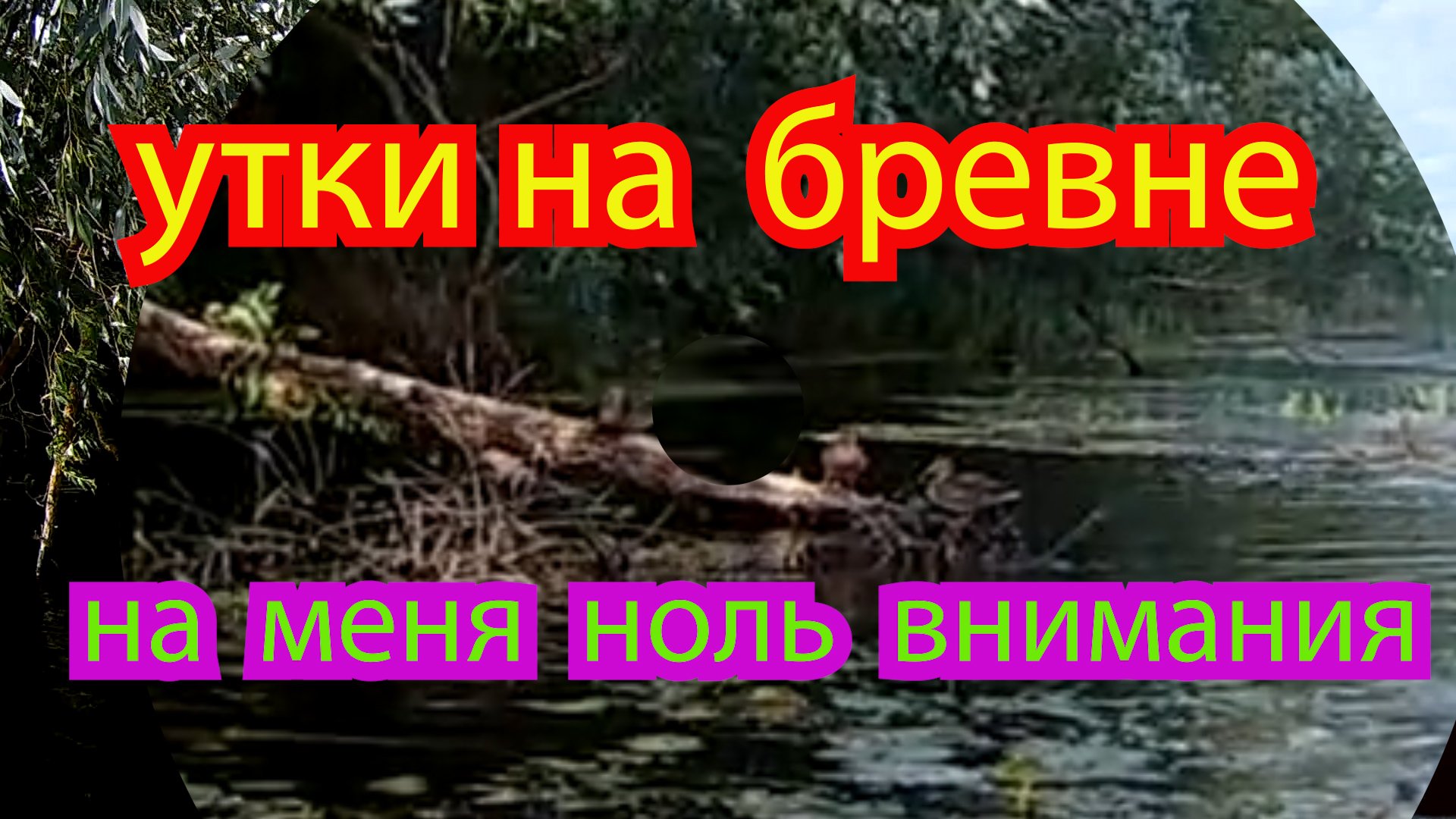 УТКИ  НА  БРЕВНЕ  СПОКОЙНЫ  КАК  УДАВЫ.