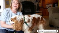 Dog Collar or Dog Harness? Which Should You Use? Choosing the Best Dog Harness for your Cavalier.