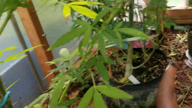 S/O @thegreentable and Frosty McNosty & @beastcoastgrower