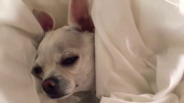 Чихуахуа. Chihuahua. Маленькая собачка. 2018 Pets Чихуахуа воет