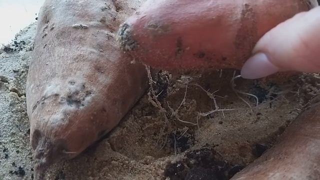 Ипомея батат выращивание из клубня