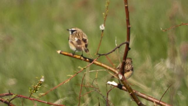 Луговой Чекан, самец и самка, наблюдение птиц в Новгородской области, 9 мая 2024