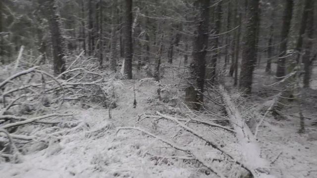 Прогулка по осеннему заснеженному лесу/охота с мелкашкой/следы куницы