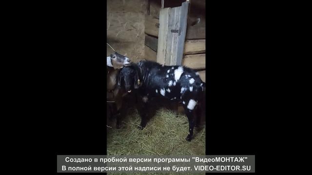 У коз тоже бывает любовь с первого взгляда