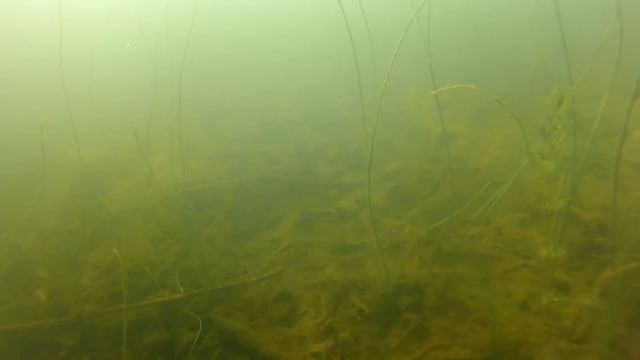 Подводное видео начала лета