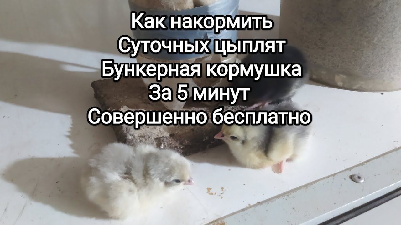 Как сделать бункерную кормушку для цыплят совершенно бесплатный способ за 5 минут