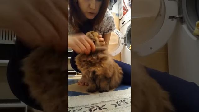 Видео -  вычесывание ДШ кошки