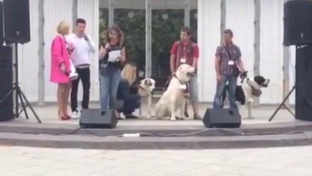 Выступление день защиты животных