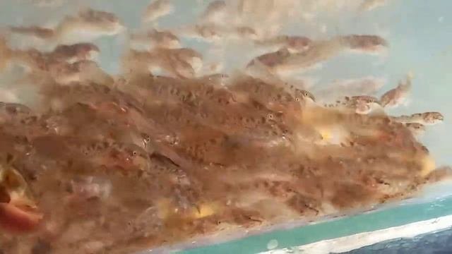 Мальки ,сомиков коридорас золотистый ,едят таблетки.
