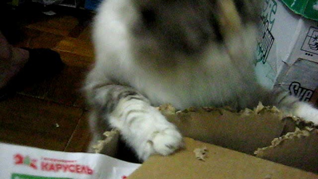 чепушилло картонное