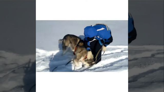 Alaskan Malamute(Аляскинский Маламут)