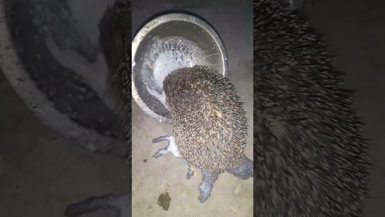 А у вас есть ёжики??#mem #матушказемля #котик #юмор #рек #лето #кот #cat