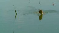 41- Поклевка Густеры на поплавочную удочку. на озере в Адыгее. Fishing angeln Рыбалка- как вижу её Я