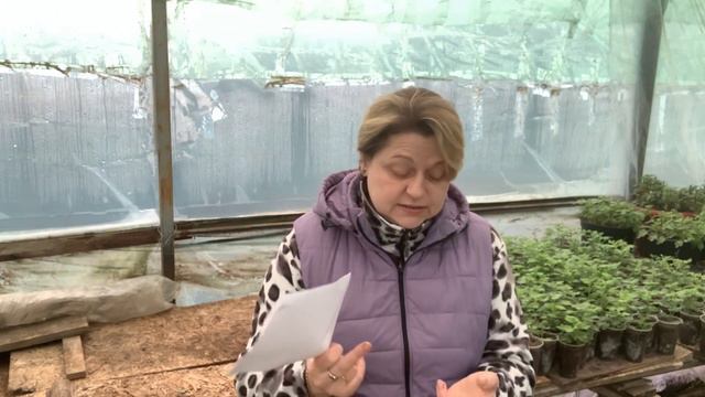 Рубрика «Ответы на вопросы» Черенкование и уход хризантем