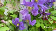 calm journey into the realm of beautiful clematis flowers, the queen of climbers virtual tour