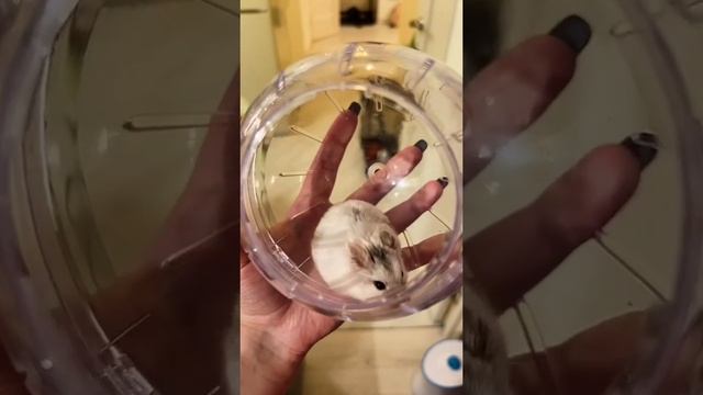 Шар с хомяком внутри.