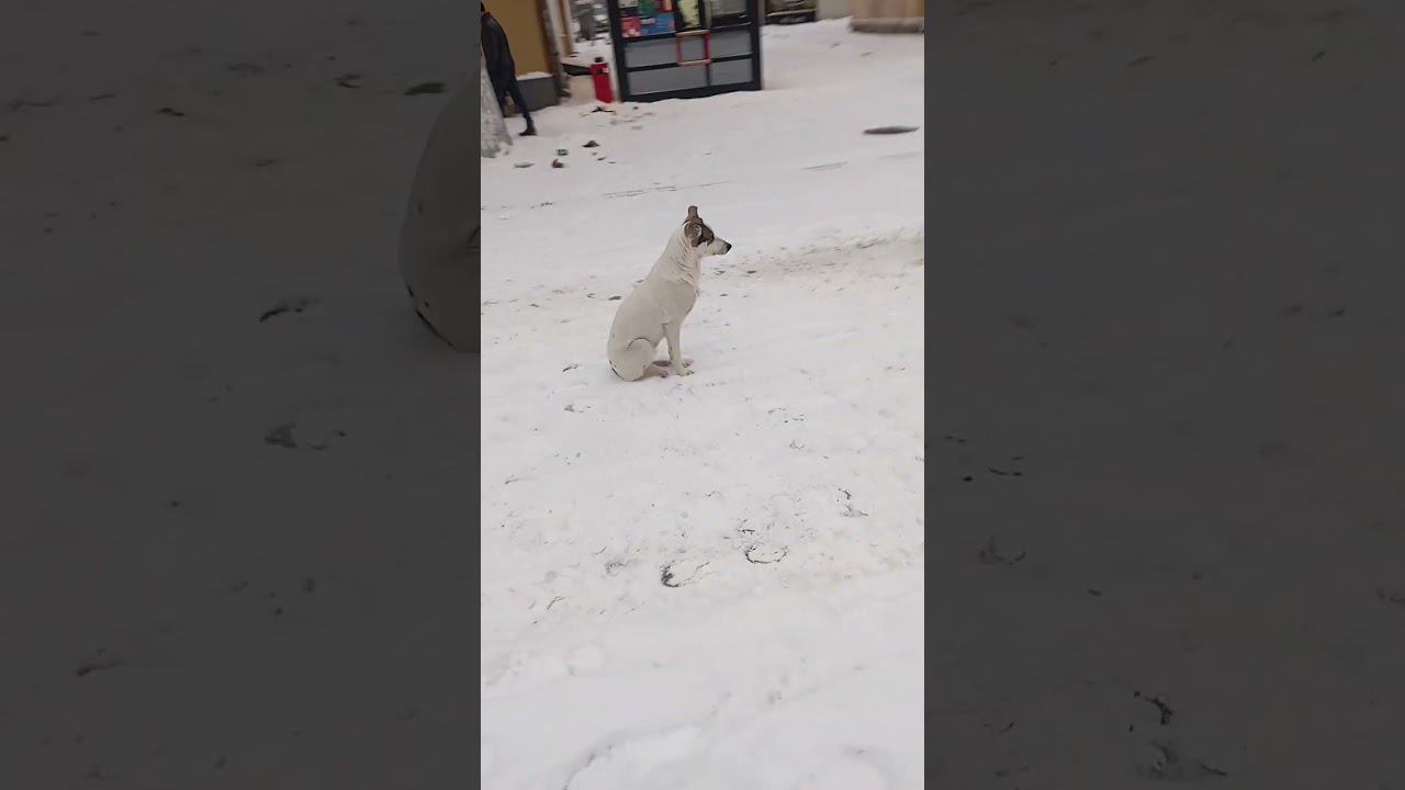 15 Сидит на снежке