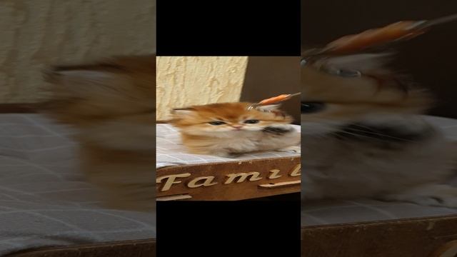 Принцесса