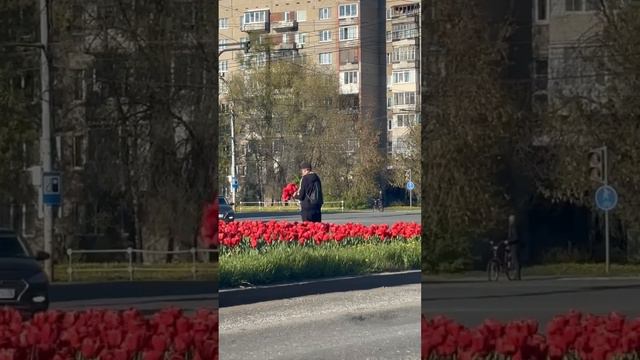 В центре столицы Удмуртии - Ижевск, средь бела дня, вандал - романтик уничтожает цветочные клумбы!!!