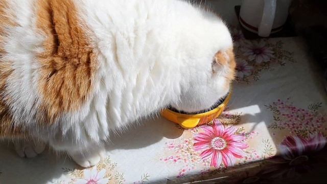 Французский бульдог Варя: вкуснее мяса еды нет!/French bulldog: there is no food tastier than meat!