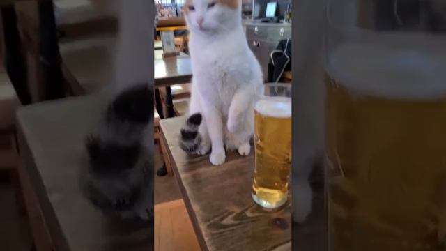 кот бармен