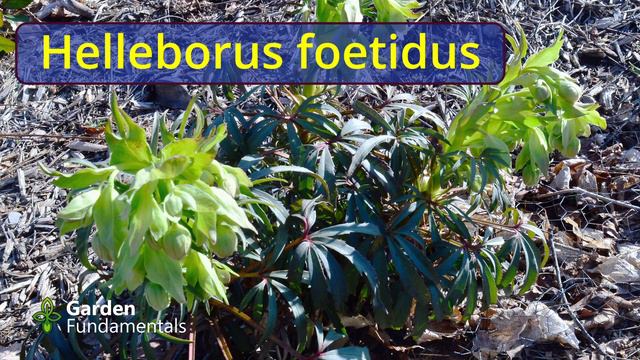 Best Early Spring Flowers Every Garden Should Have.