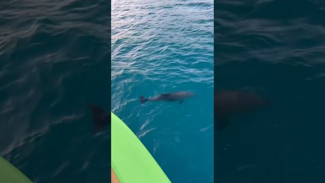 Прогулка в открытое море 🌊 на катамаране Барракуда 🦈 на встречу с дельфинами 🐬 Видео: Savage