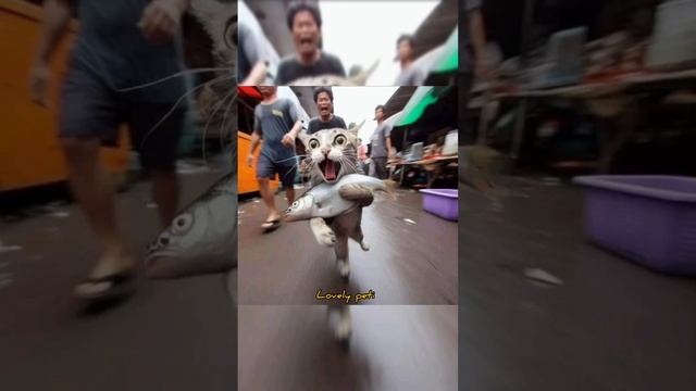 Cute cats video