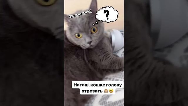 🤣весь кайф обломали 🤣