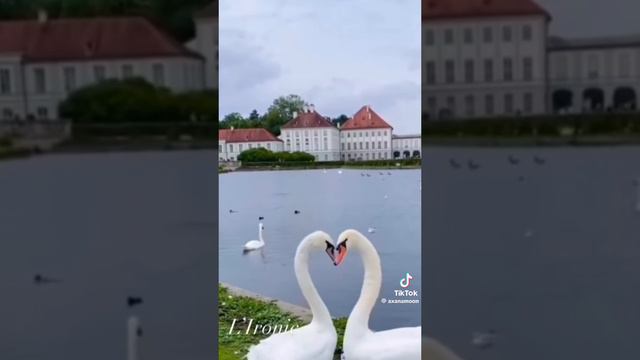 ♡Видео из тик тока, часть 1♡ #тикток